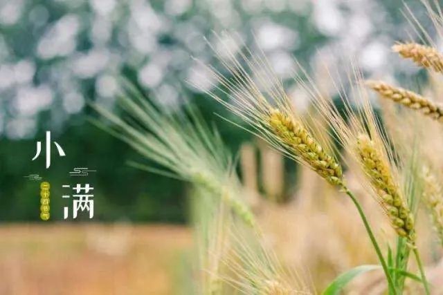 椿萱小厨 | 小满食清欢 苦菜当至味