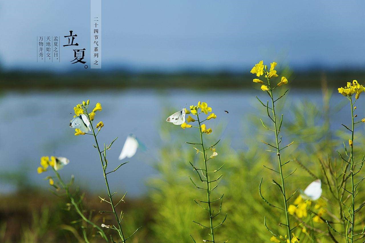 椿萱小厨 | 立夏研选 薏仁苋菜鸭汤
