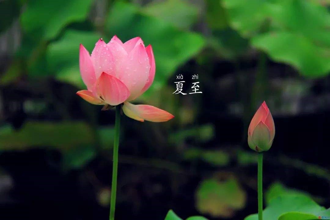 椿萱小厨 | 夏至食清补 解暑意清安